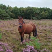 Maatje gezocht/weidegang aangeboden Dwingelderveld Drenthe 