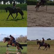 Bijrijd paard gezocht