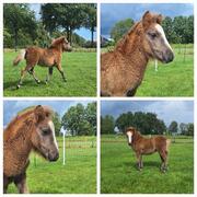 Shetlander hengst veulen schimmel