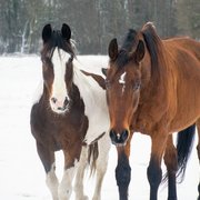 Verzorger(s) gezocht voor 2 paarden