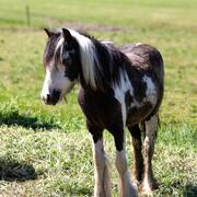 Gave tinker merrie 2j