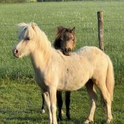 AMHA/NMPRS hengst 1 Jaar Palomino bont