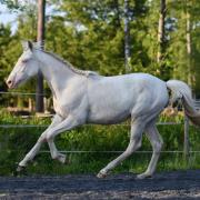Prachtige perlino dun Lusitano met super gangen & karakter