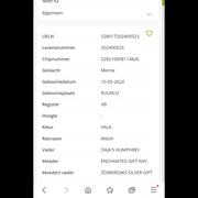 Leuke 2 jarige welsh a merrie 