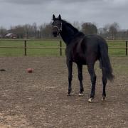 Te koop 3 jarige KWPN ruin