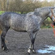 PRE merrie, onbeleerd, bijna 3 jaar