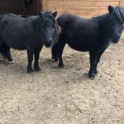 2 Shetlanders zoeken een nieuw huisje 