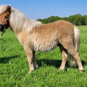 Shetland hengst 