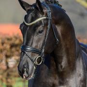 Diepvries sperma beschikbaar