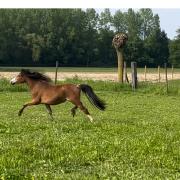 2 jarige welsh pony 