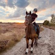 Weidemaatje/recreatiepony in bruikleen aangeboden