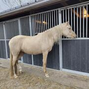Mooie palomino merrie van 2023, NRPS E-pony
