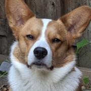 Goed thuis gezocht voor Aeddan, een Welsh Corgi Cardigan!
