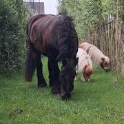Recreatiepaard gezocht