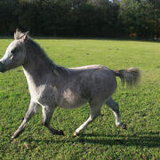 Welsh Mountain | welsh A