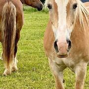 Welsh Cob en Haflinger zoeken een nieuw Thuis 