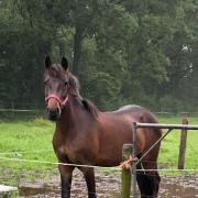 Mooie 5jarige d pony 