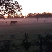 Stalling aangeboden Tiendeveen (Drenthe) 