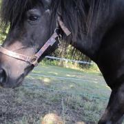 Pony ruin ter adoptie vanuit Frankrijk