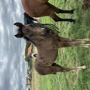 Groot en knap new Forest veulen 