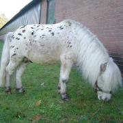 Mooie Appaloosa hengst