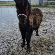 Grote maat shetlander hengstje