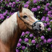 Gezocht Stalling Padock  voor Haflinger Merrie 