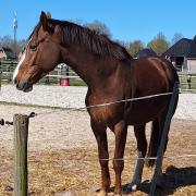 VERKOCHT - Recreatiepaard / weidemaatje