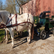 TWEE lieve Percherons