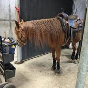 5 jarige paint ruin