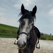 Bijrijder/verzorger gezocht voor mijn paard 