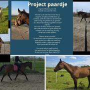 Project paardje