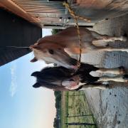 Weidegang voor één paard/pony in Rhenen