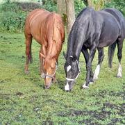All-in-One plek aangeboden voor coach sessies met paarden