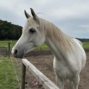 Met spoed gezocht: weiland regio Heumen, Malden, Groesbeek