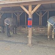 Plekje voor ruin op PP in Dalfsen