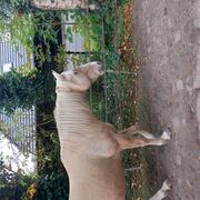 Prachtige Rocky mountain horse kruising 