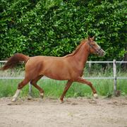 Twee nuchtere, jonge KWPN merries te koop!