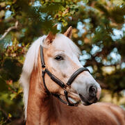 Verzorgster gezocht voor jonge haflingerruin