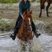 14 jarige engels volbloed 