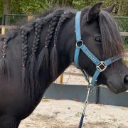 Lieve grote shetlander merrie