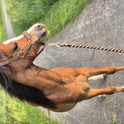 Welsh jaarling hengst
