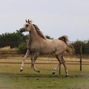 2,5 jarige grote Arabisch volbloed ruin