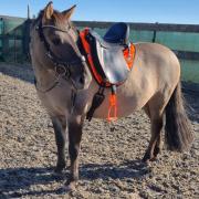 Ghost c line bolzano piccolo 