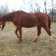Gelderse vos merrie van Chablis (2015)