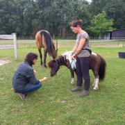 Holistische lesdag paard/pony in Zegge (bij Roosendaal)