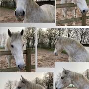 Florus, 16 jarige kwpn x belg