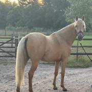 2-jarige palomino merrie met gouden karakter