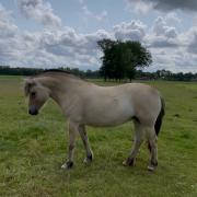 Lieve 5 jarige fjordenmerrie te koop