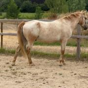 Aangeboden lieve E pony